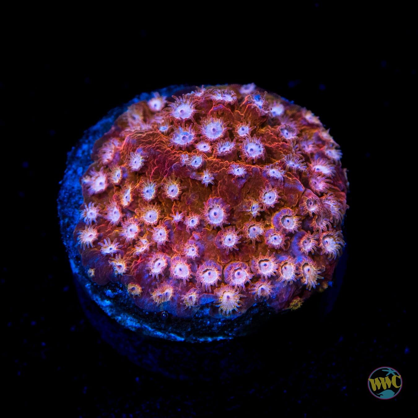 WWC Peppermint Cyphastrea