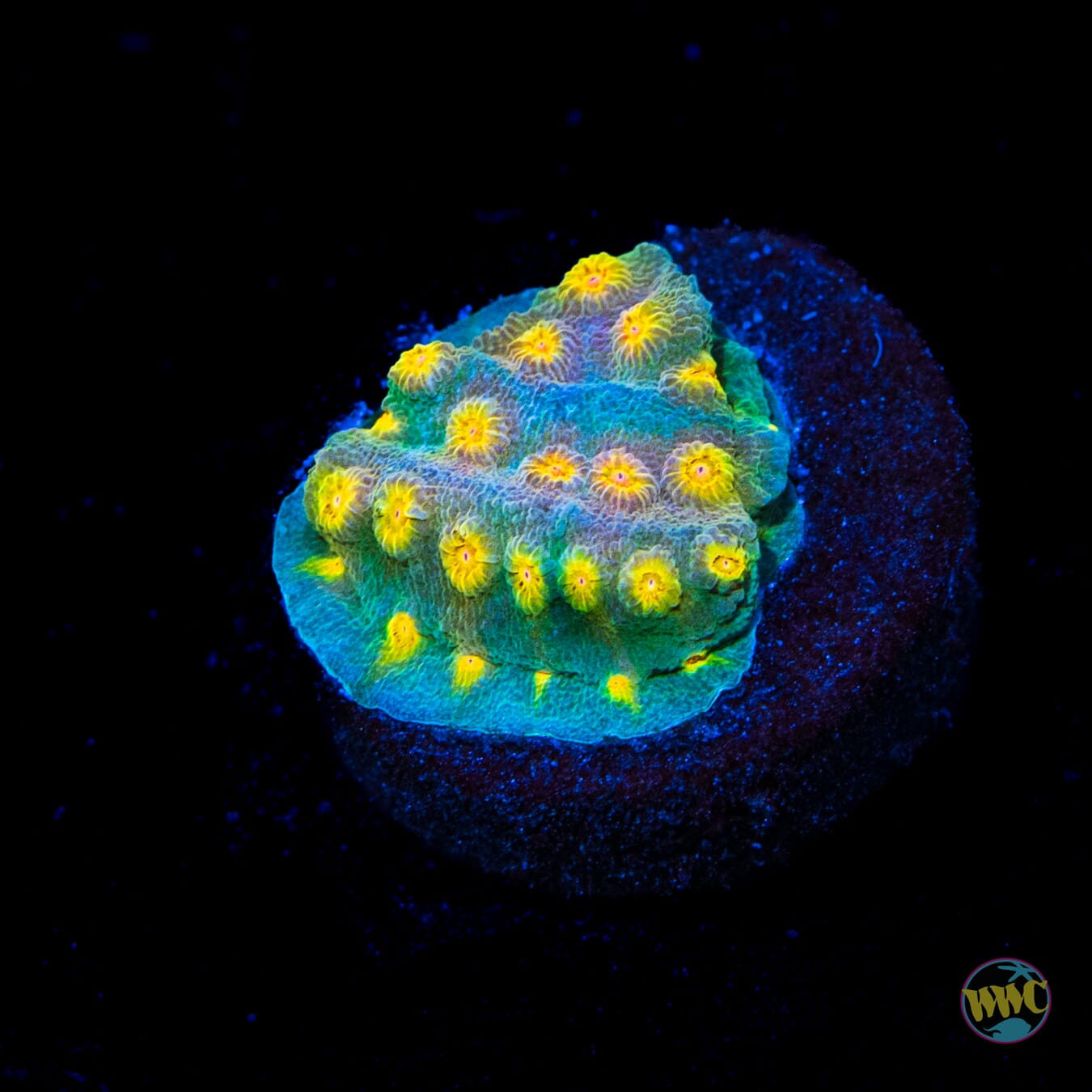 WWC Rainbow Madness Cyphastrea