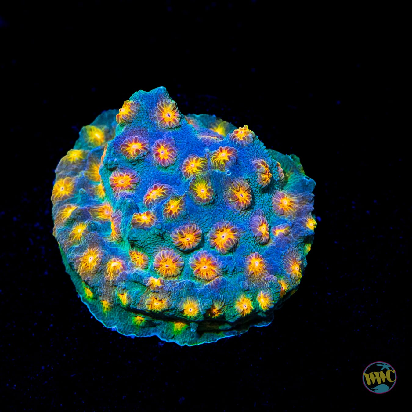 WWC Rainbow Madness Cyphastrea