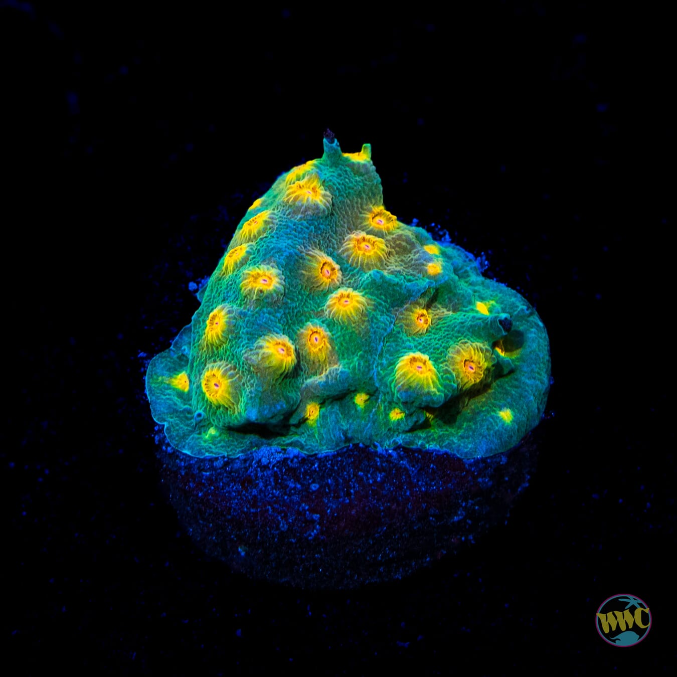 WWC Rainbow Madness Cyphastrea