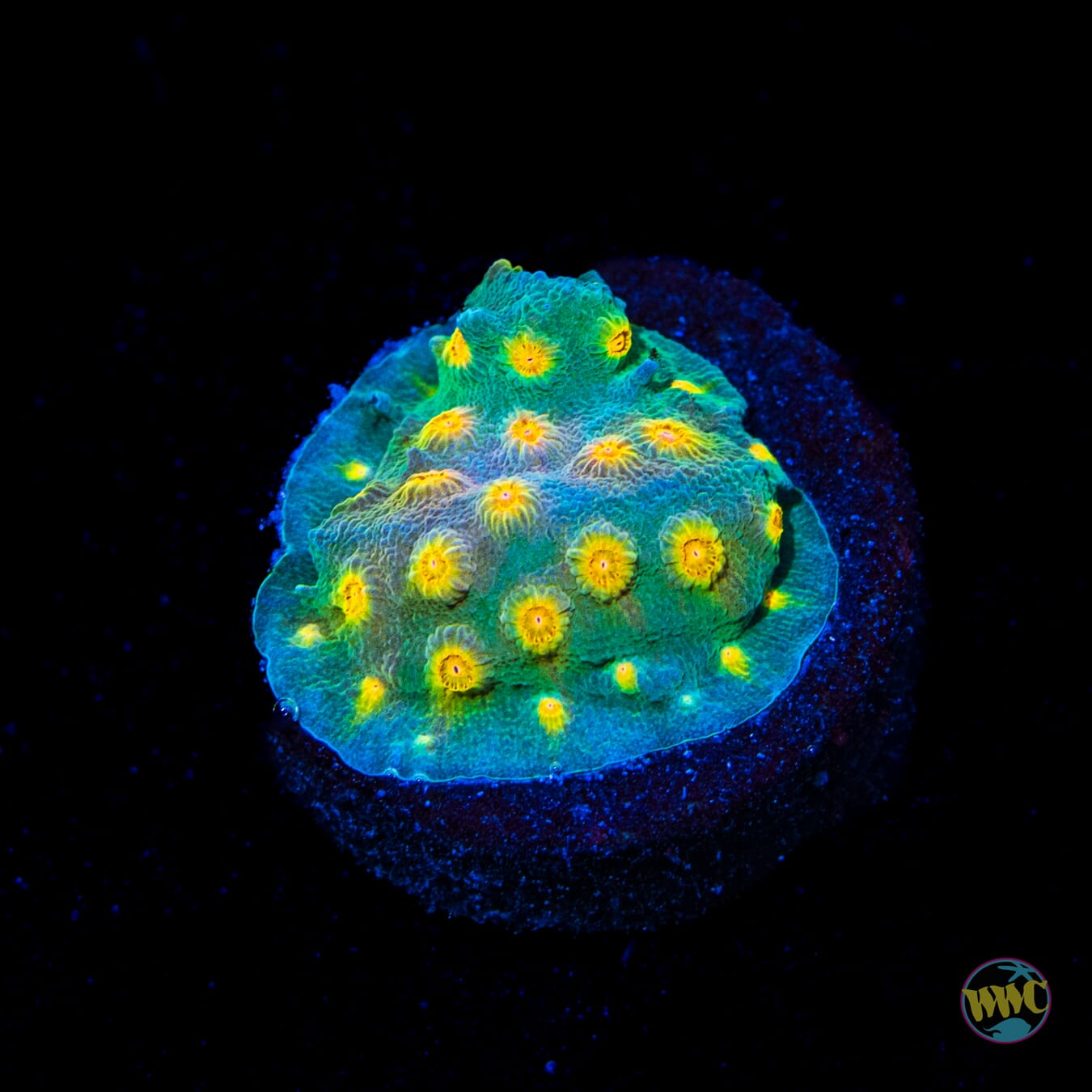 WWC Rainbow Madness Cyphastrea