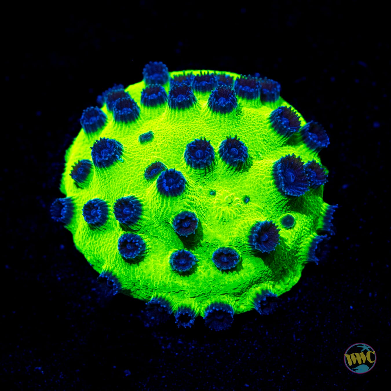 WWC Mardi Gras Cyphastrea