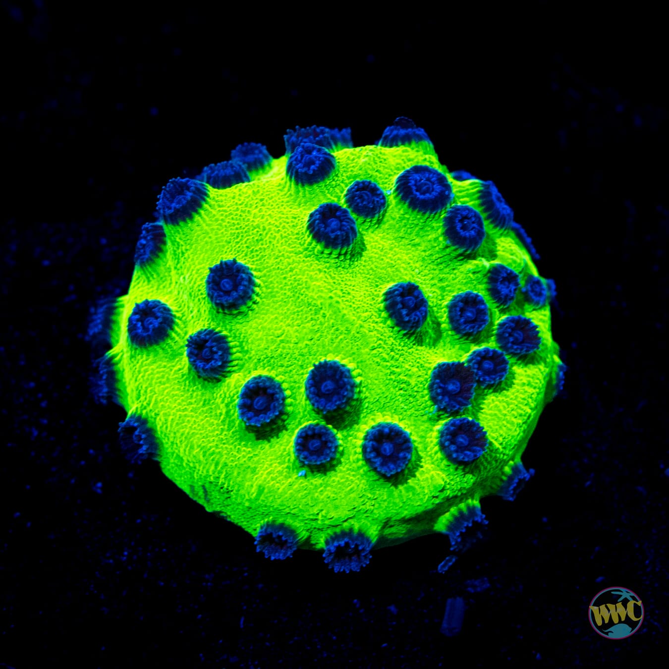 WWC Mardi Gras Cyphastrea