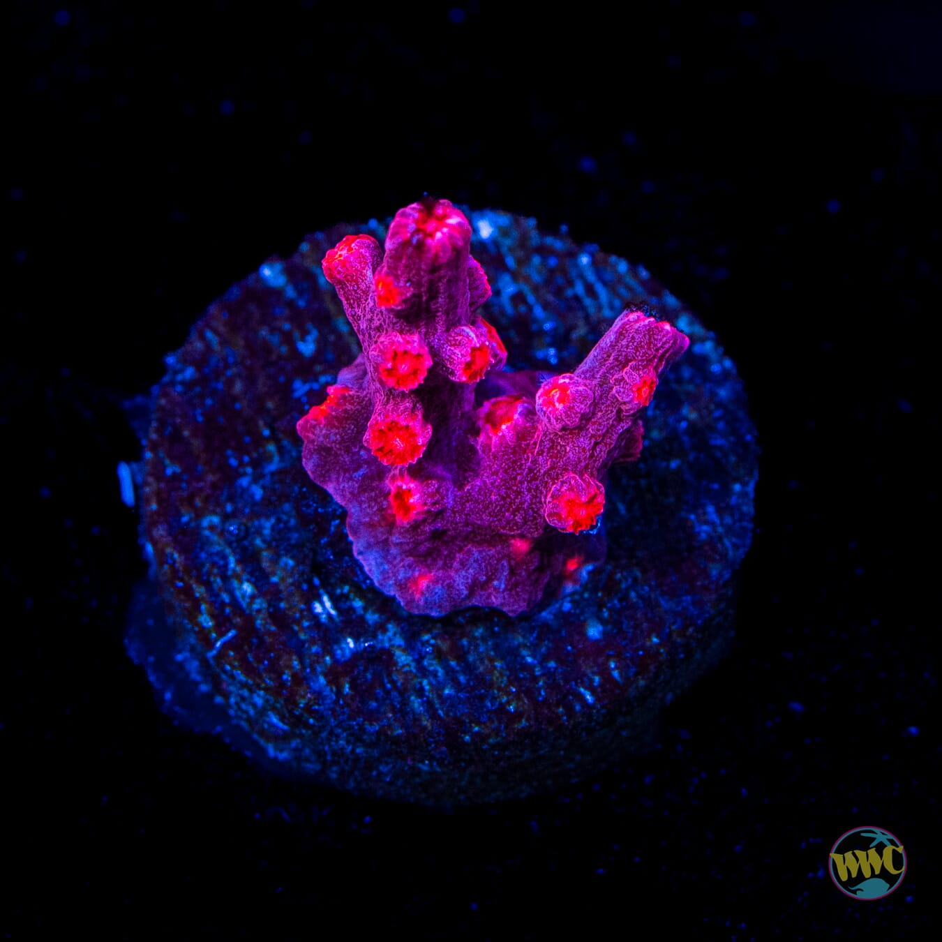 WWC Strawberry Branching Cyphastrea