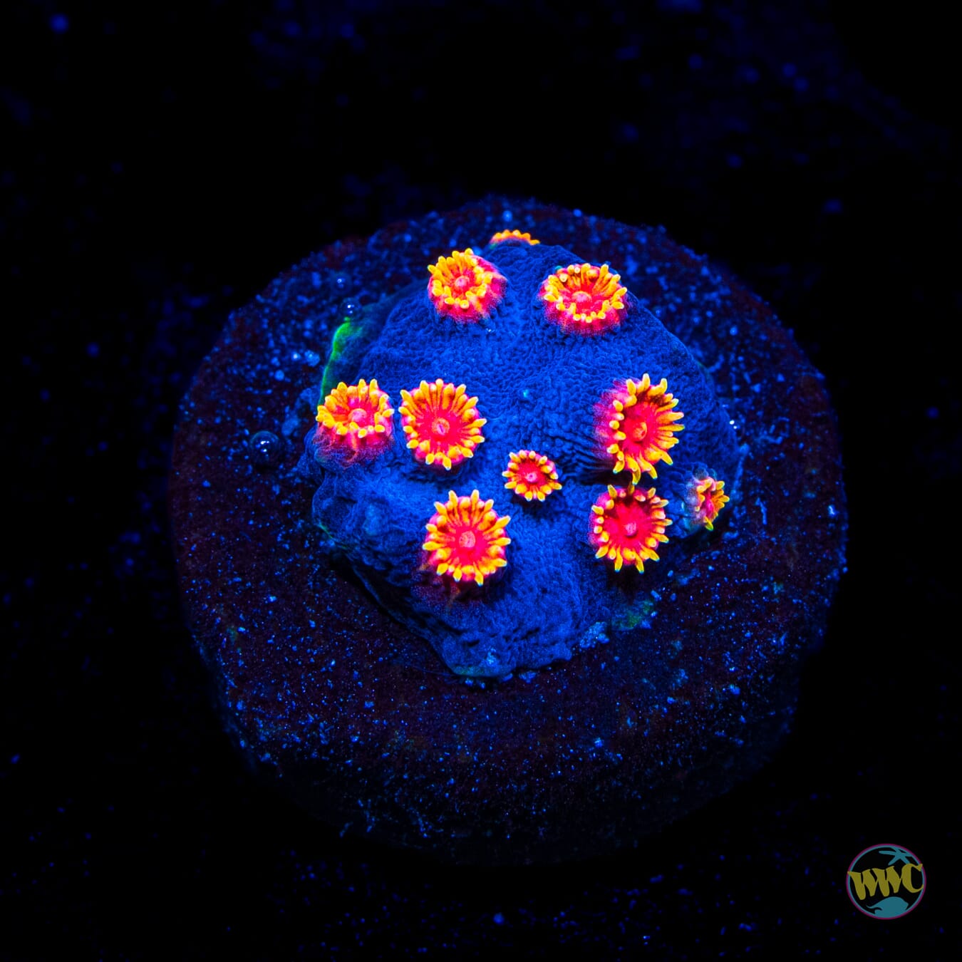 WWC Bizarro Cyphastrea