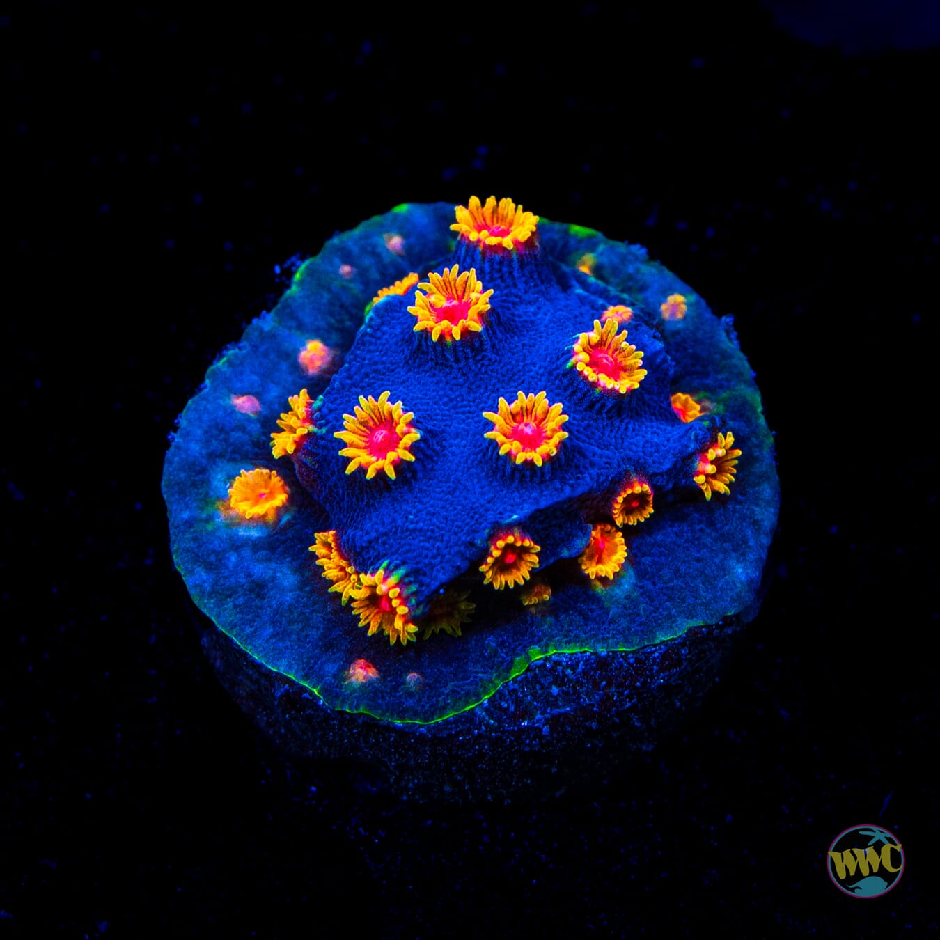 WWC Bizarro Cyphastrea