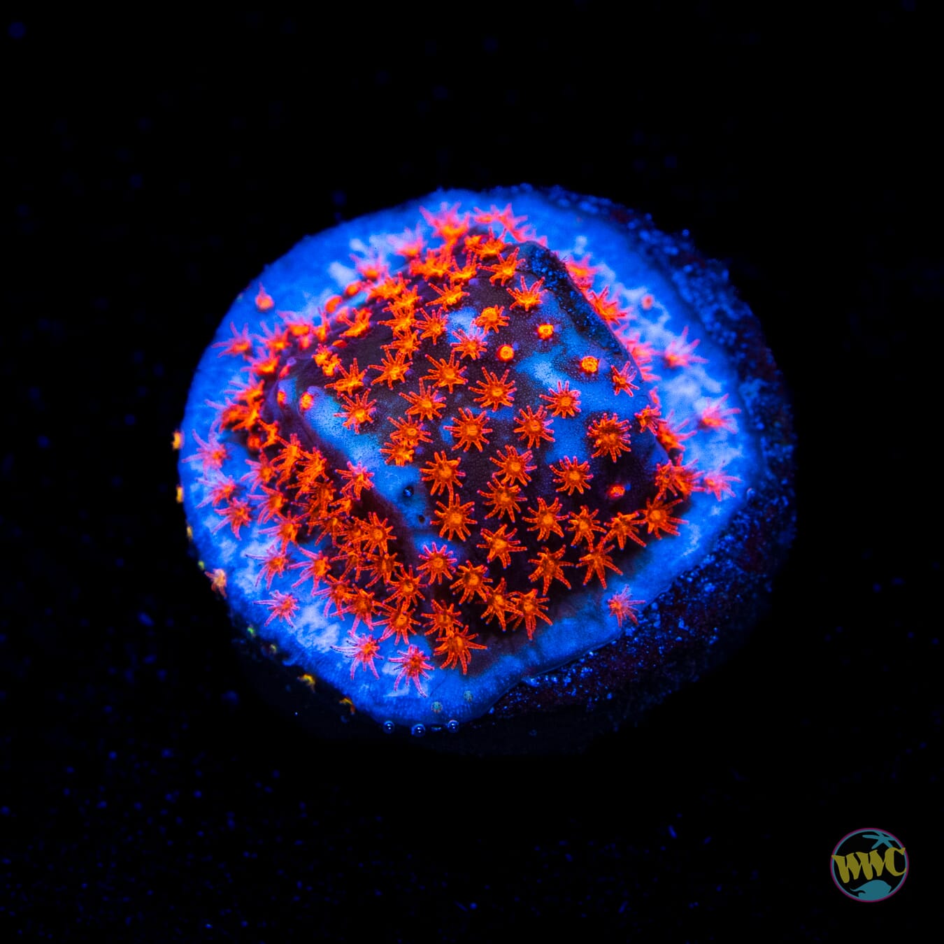 WWC Spiderman Stylocoeniella