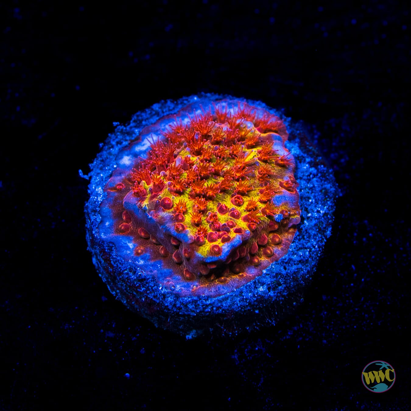 Jason Fox Burning Banana Stylocoeniella