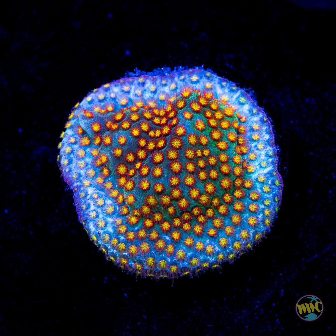 WWC Close Encounter Stylocoeniella