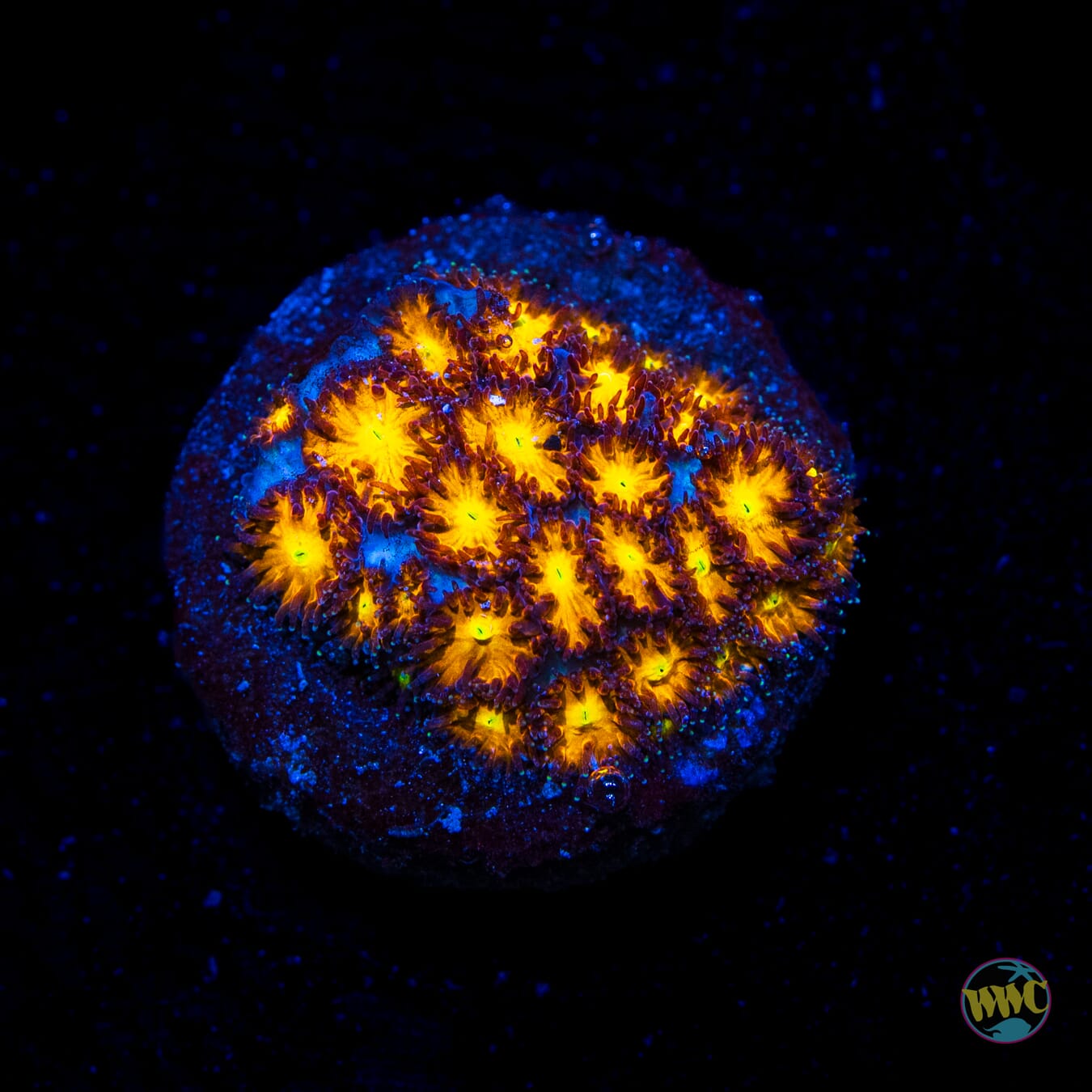 WWC Burning Leptastrea