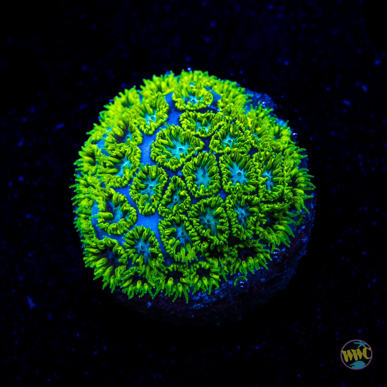 WWC Kermit the Frog Leptastrea