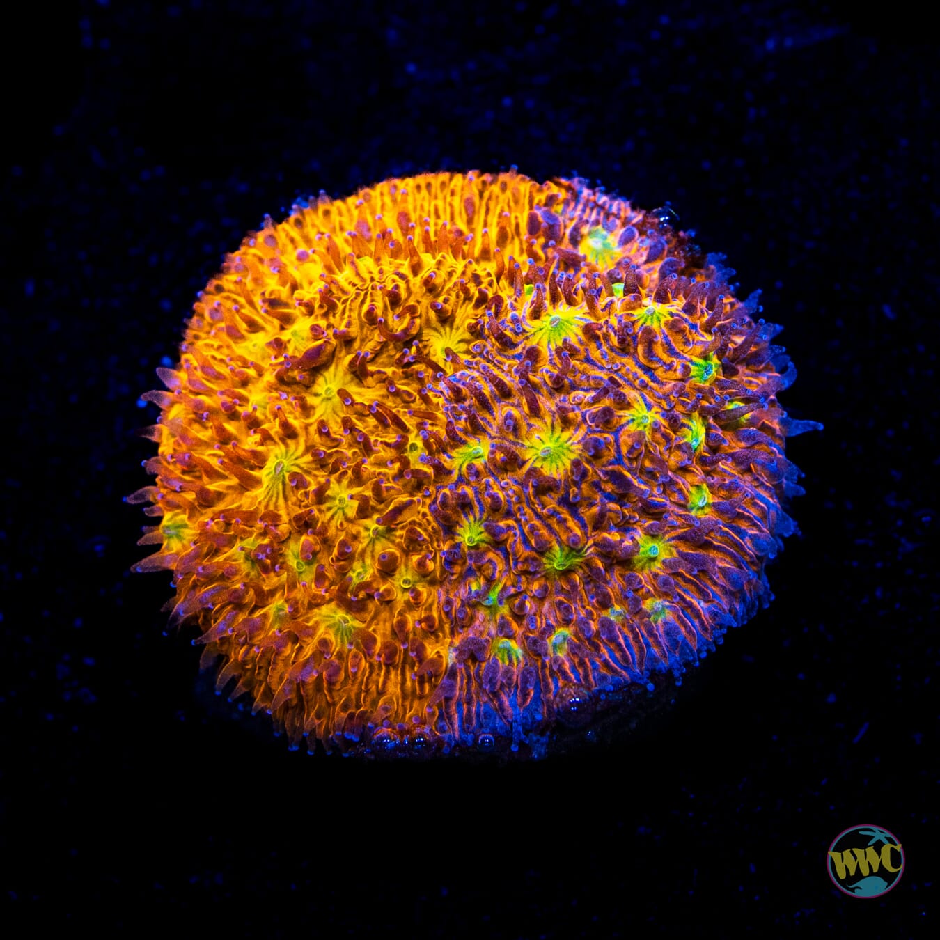 WWC Grafted C3PO Lithophyllon