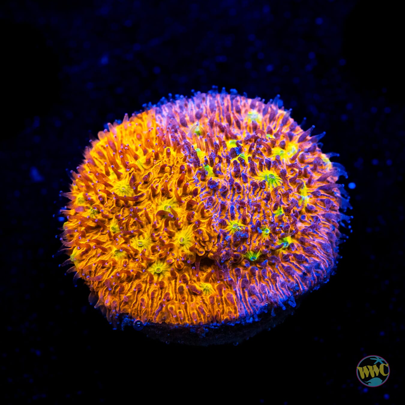 WWC Grafted C3PO Lithophyllon