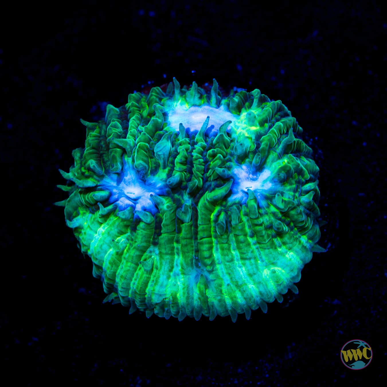 WWC Ice Sheet Lithophyllon