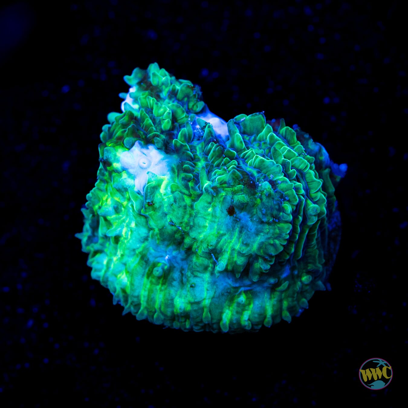 WWC Ice Sheet Lithophyllon