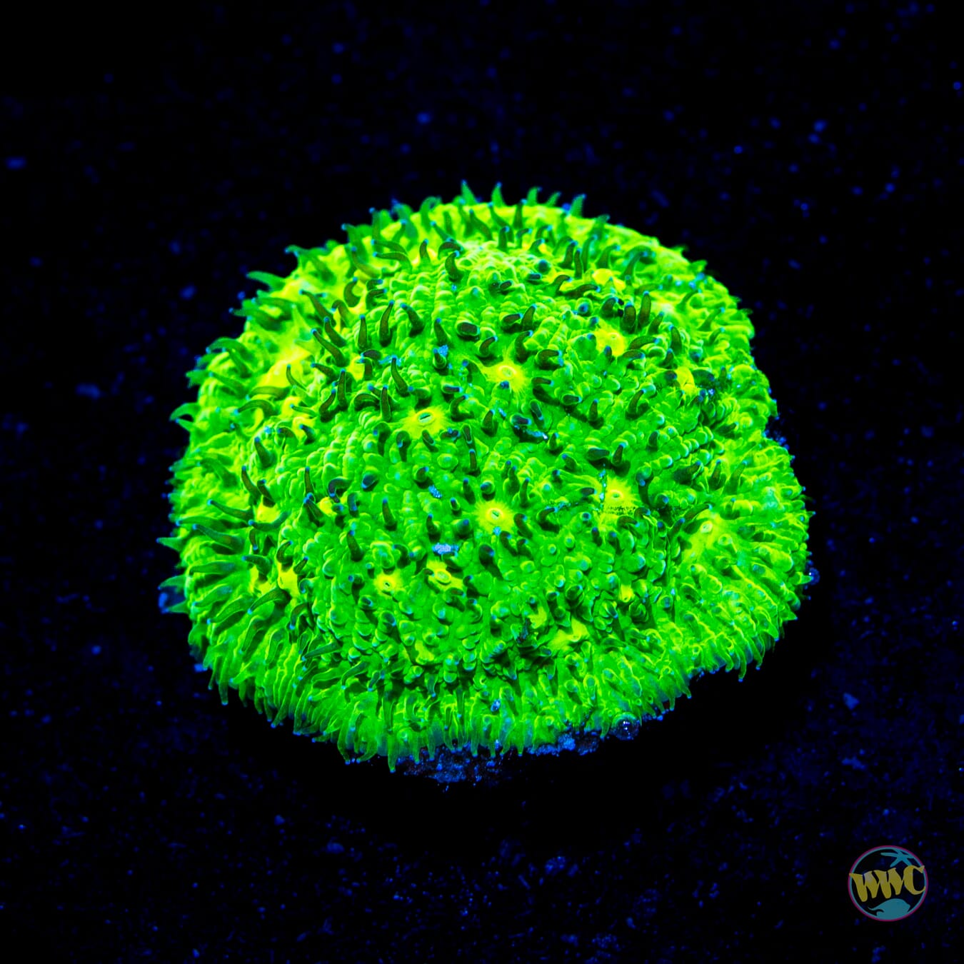 Leprechaun Lithophyllon