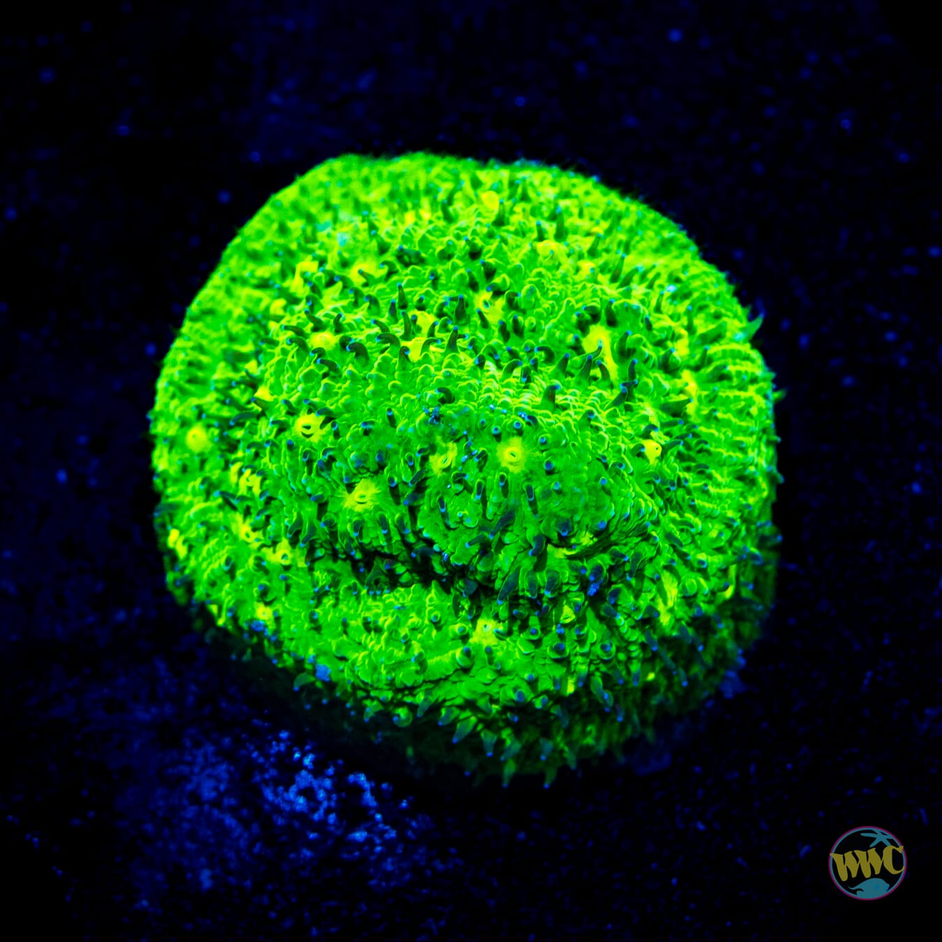 Leprechaun Lithophyllon