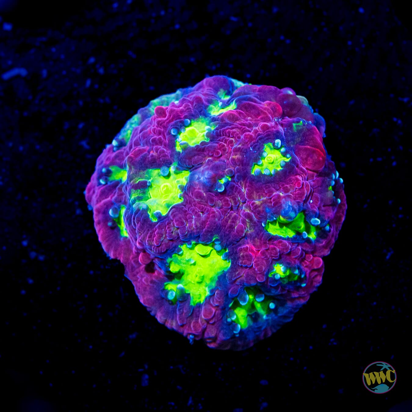 WWC Jolly Rancher Favites