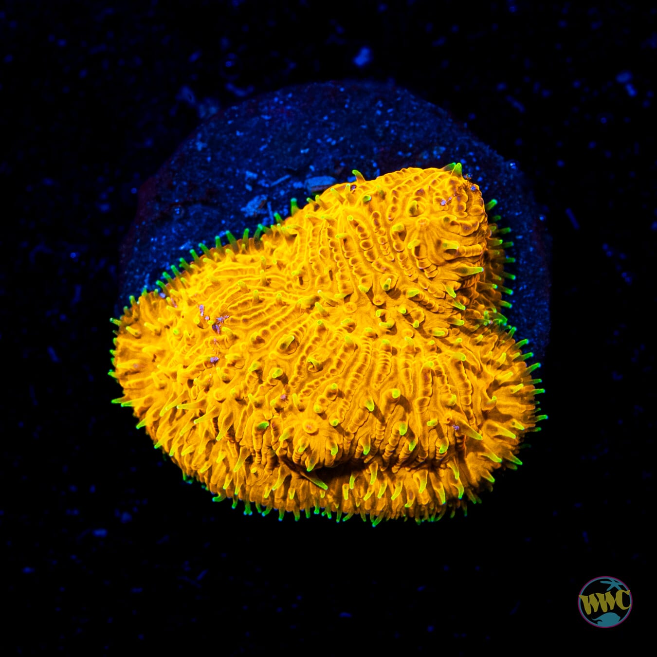 WWC Honeysickle Lithophyllon