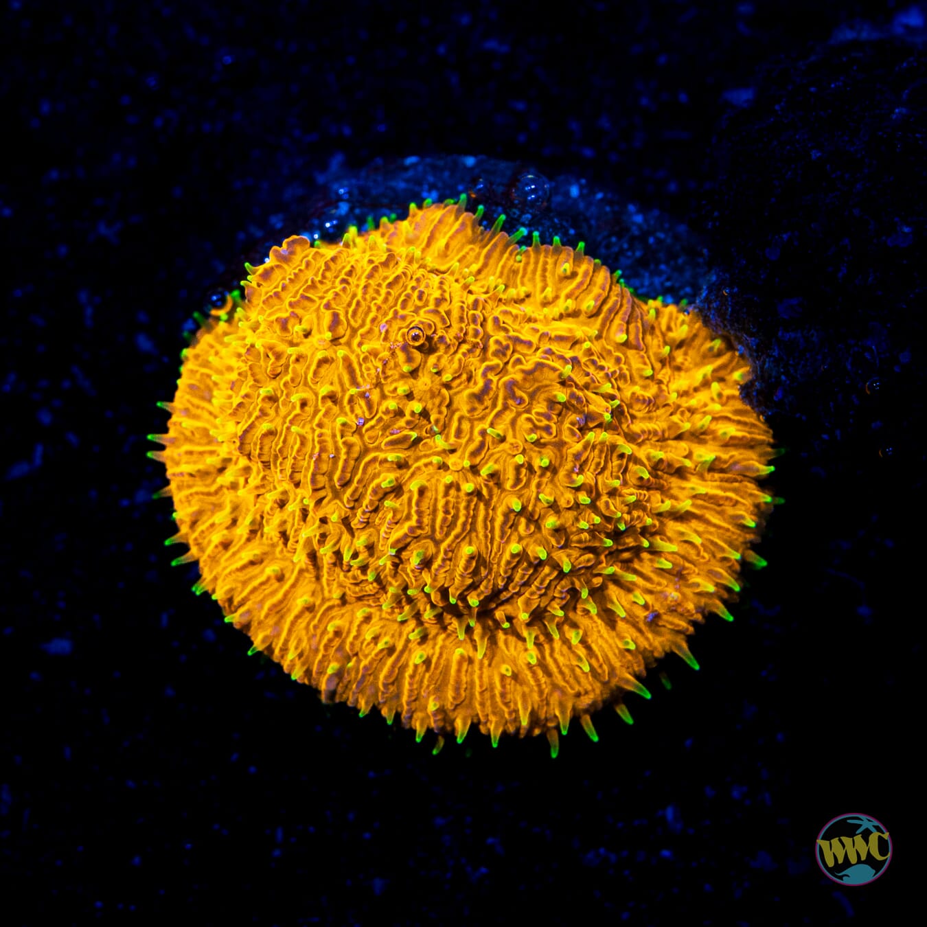 WWC Honeysickle Lithophyllon