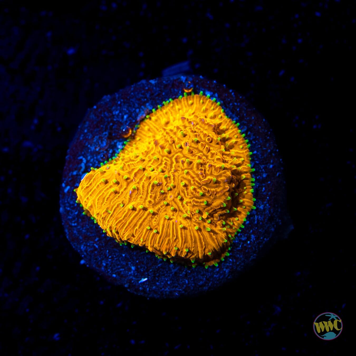 WWC Honeysickle Lithophyllon