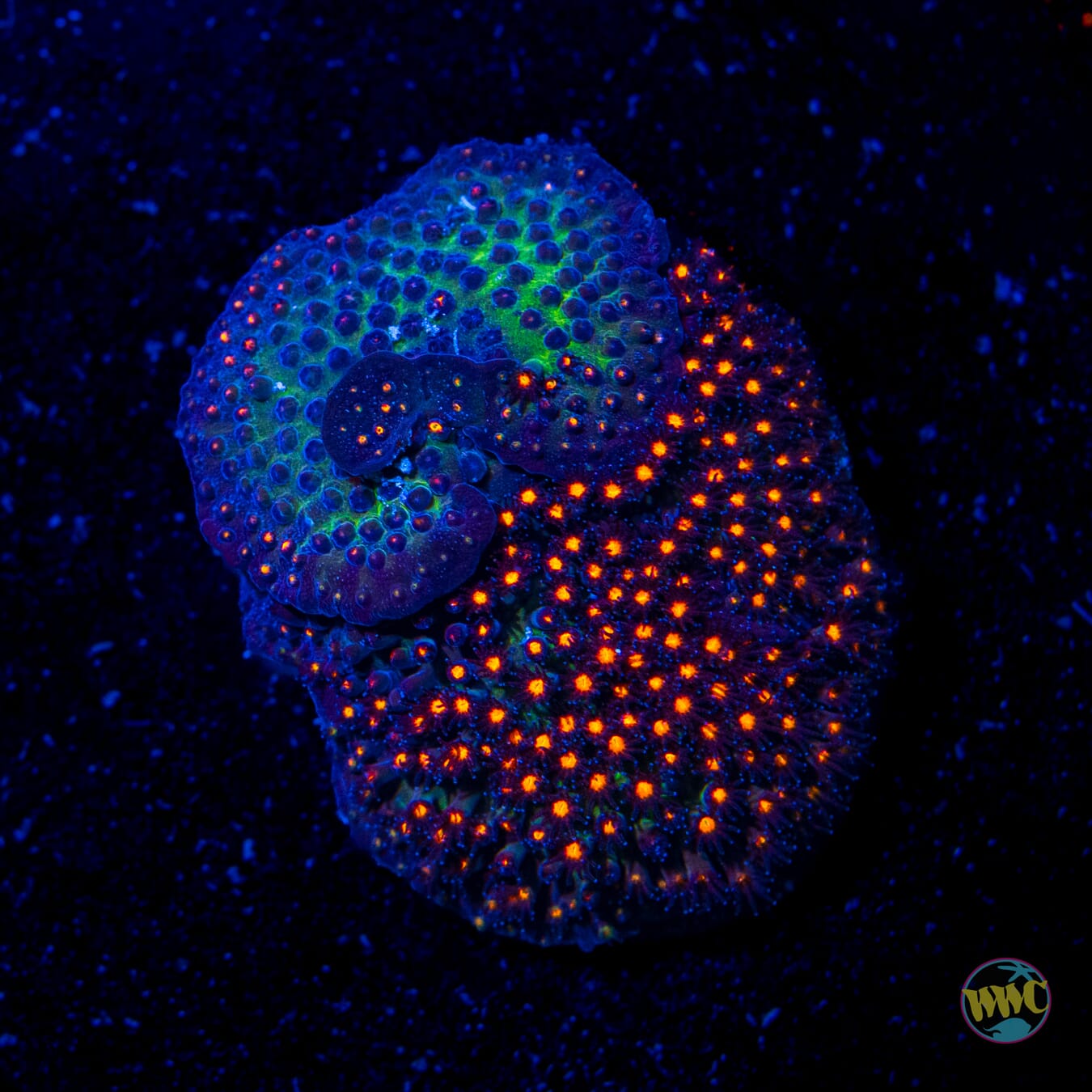 Jason Fox Sunset Stylocoeniella