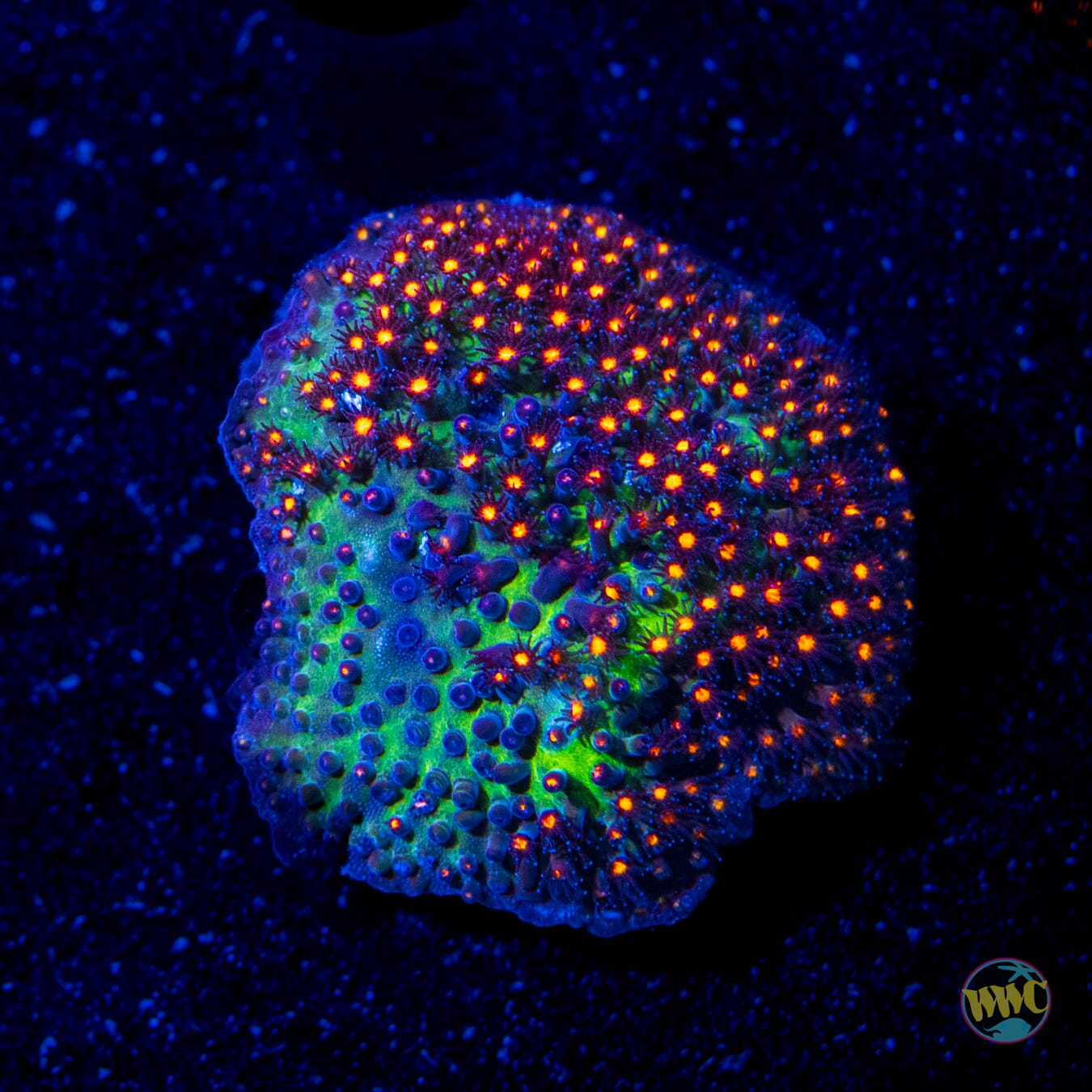 Jason Fox Sunset Stylocoeniella