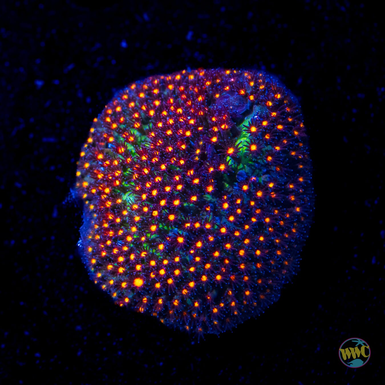 Jason Fox Sunset Stylocoeniella