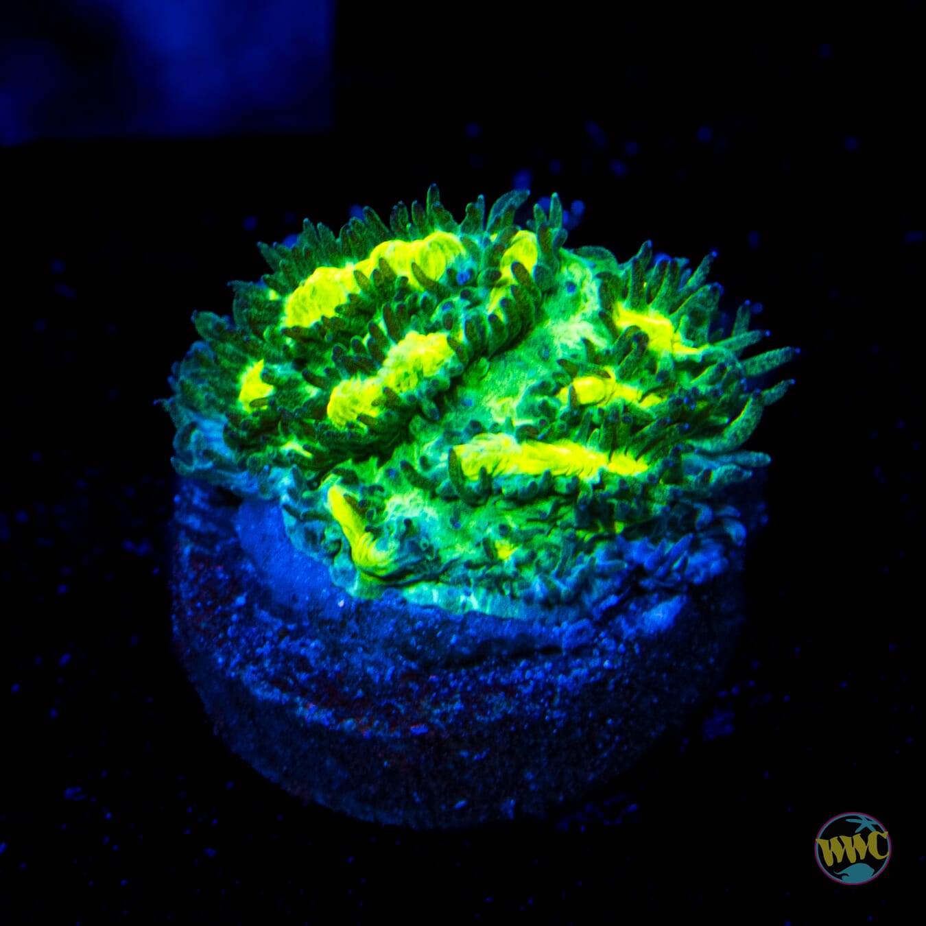 Jason Fox Limelight Hydnophora