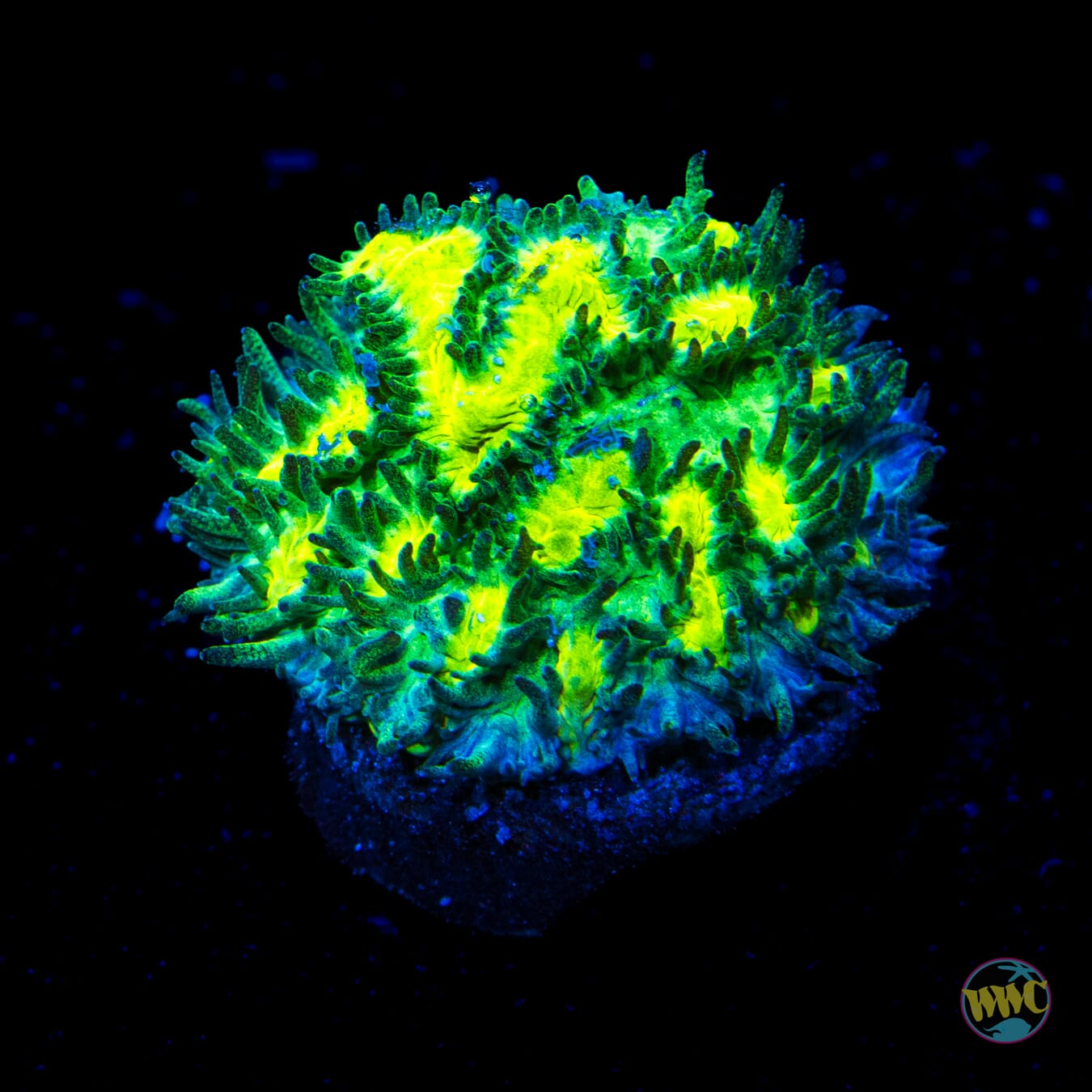 Jason Fox Limelight Hydnophora