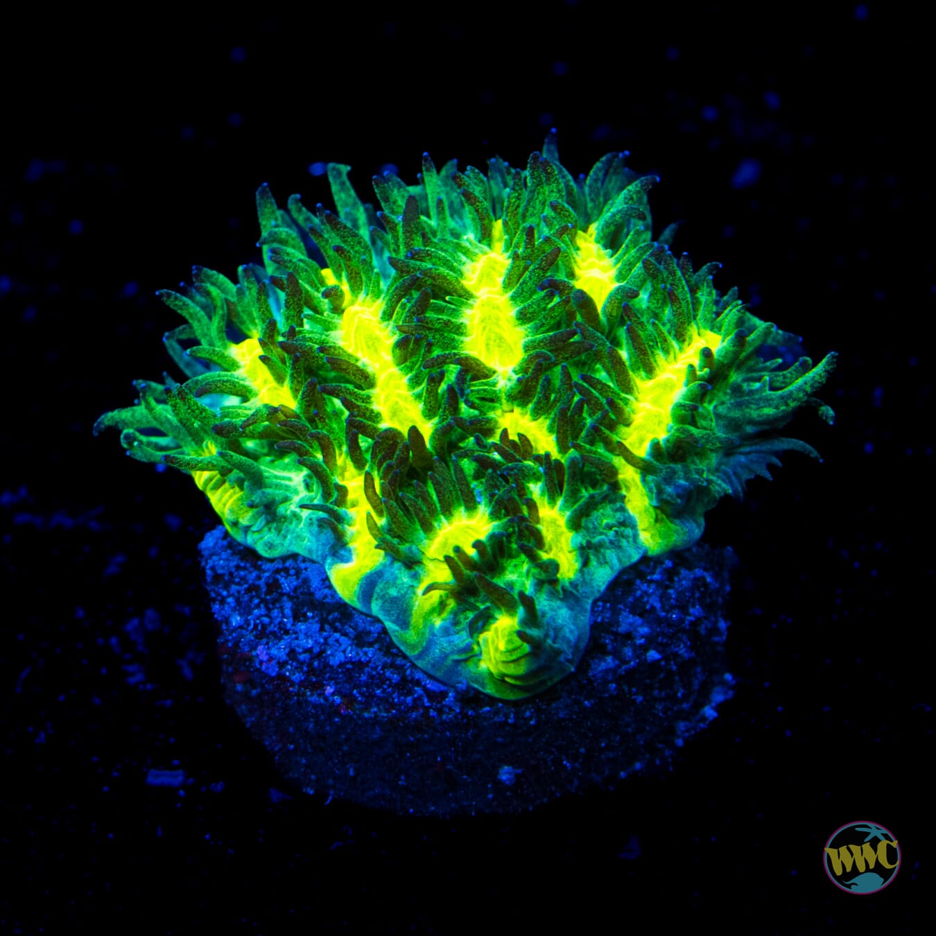 Jason Fox Limelight Hydnophora