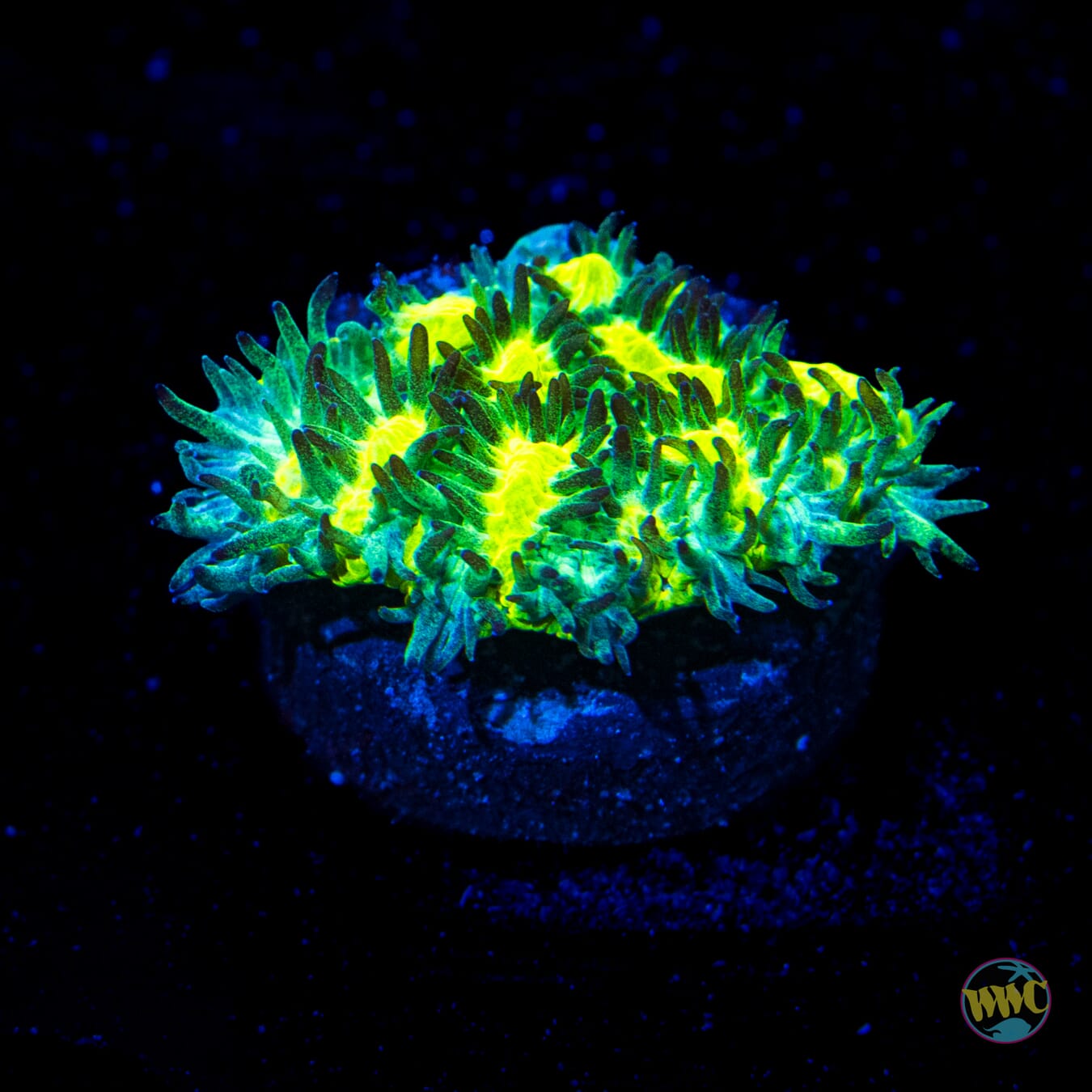 Jason Fox Limelight Hydnophora