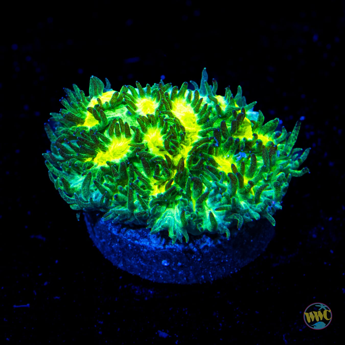 Jason Fox Limelight Hydnophora