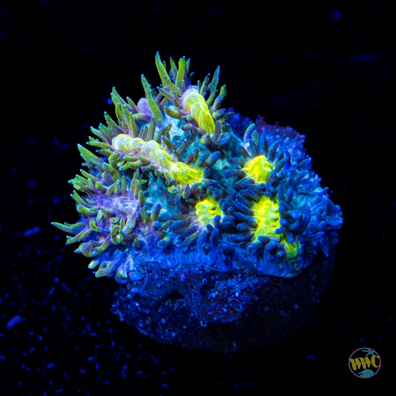 Jason Fox Blueberry Blast Hydnophora