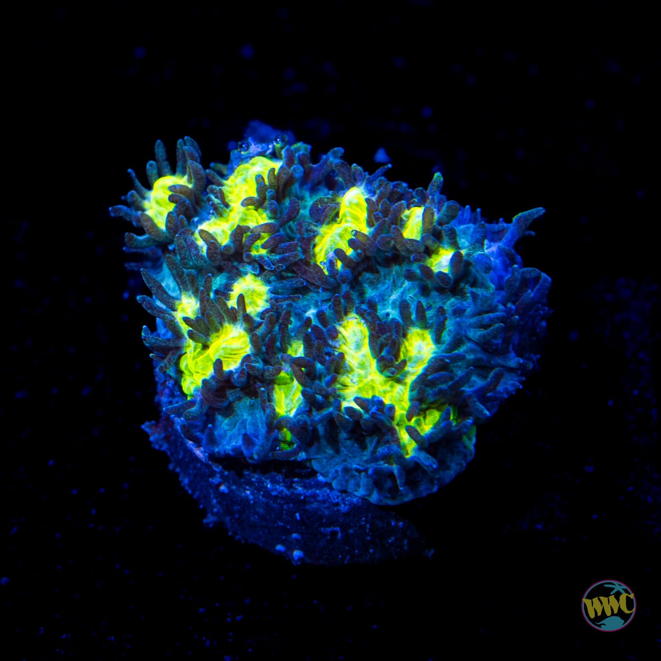 Jason Fox Blueberry Blast Hynophora