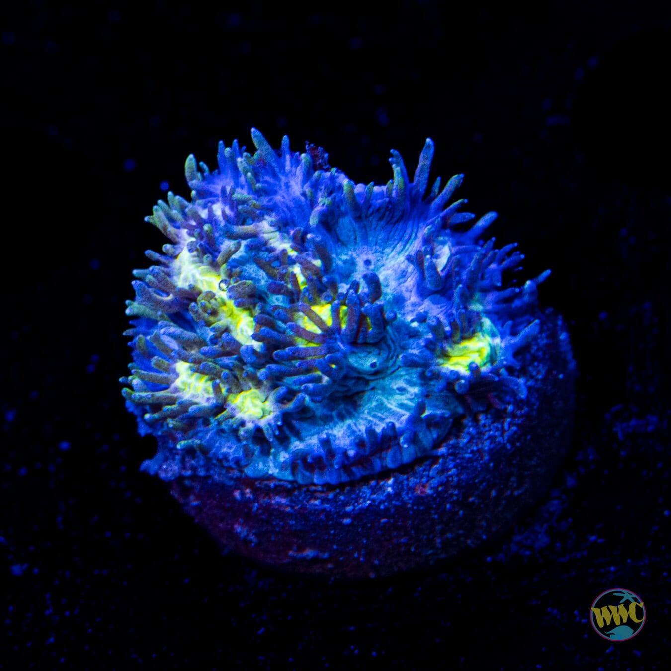 Jason Fox Blueberry Blast Hydophora