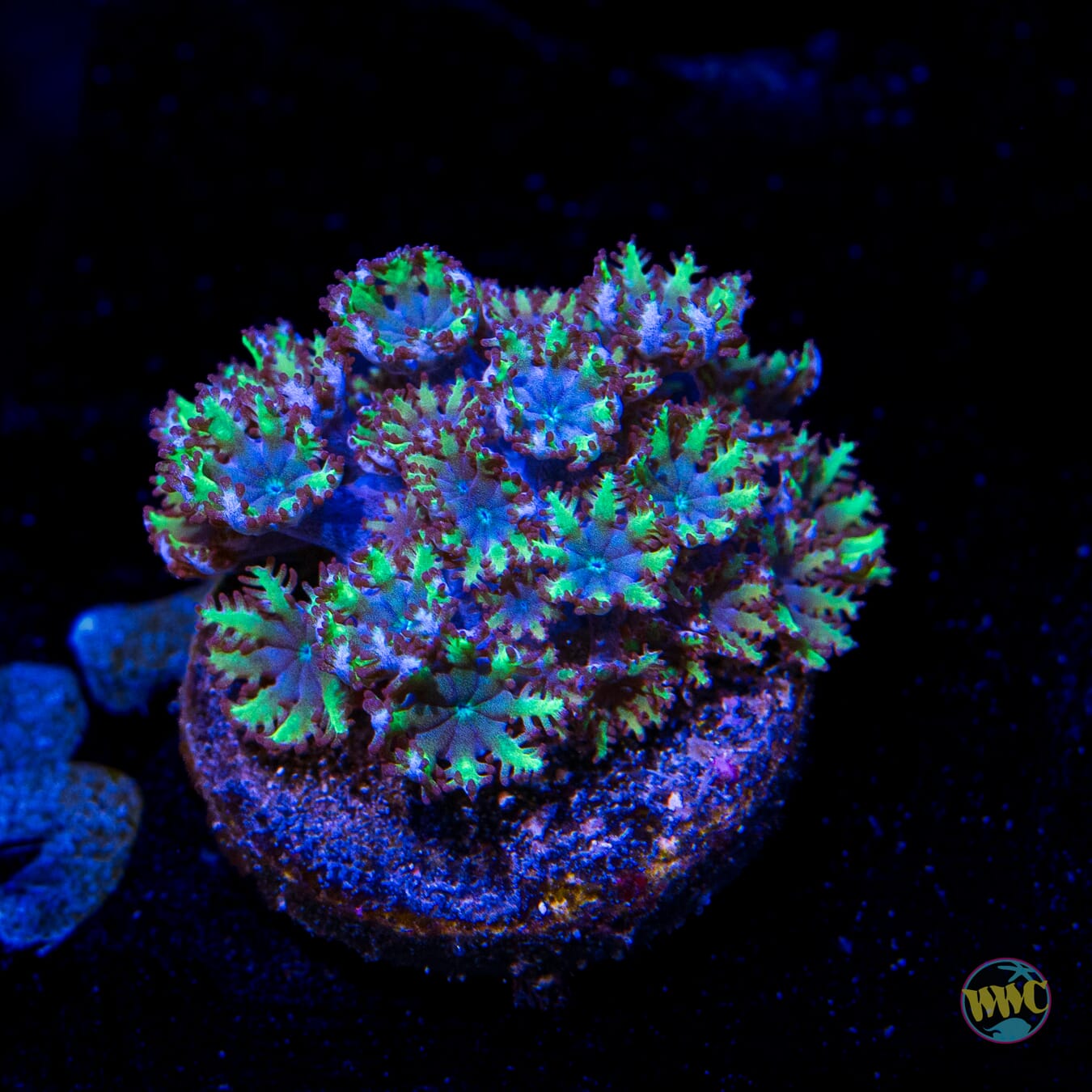WWC Blue Sympodium