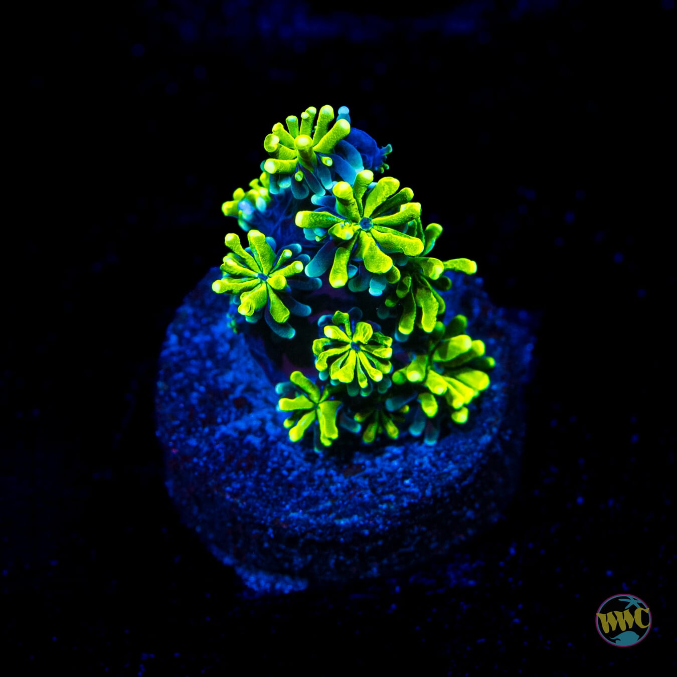 WWC Lemonade Galaxea