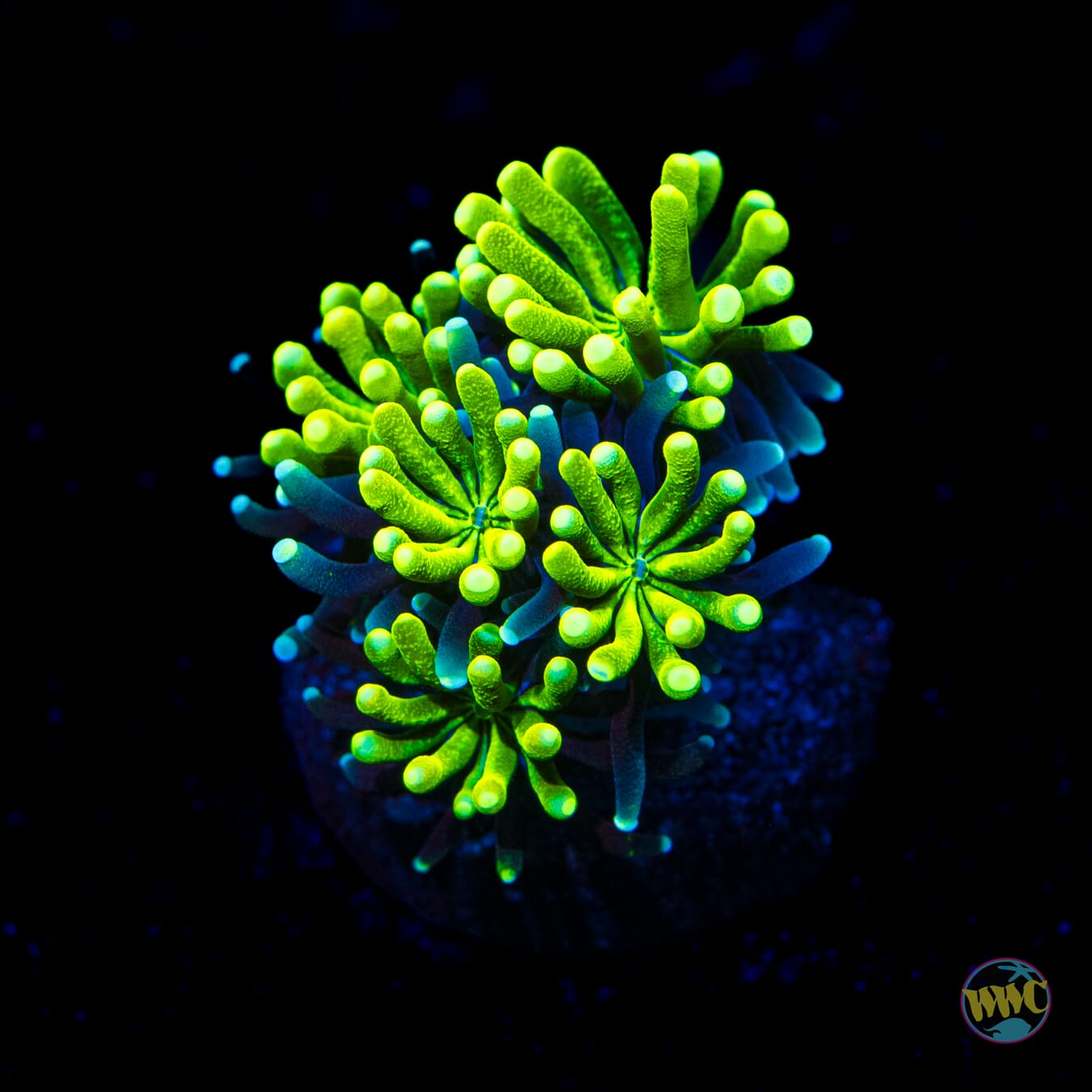 WWC Lemonade Galaxea