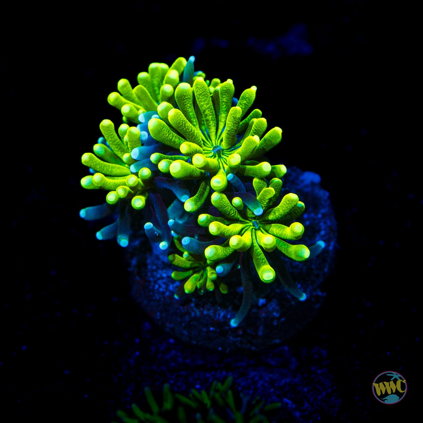 WWC Lemonade Galaxea