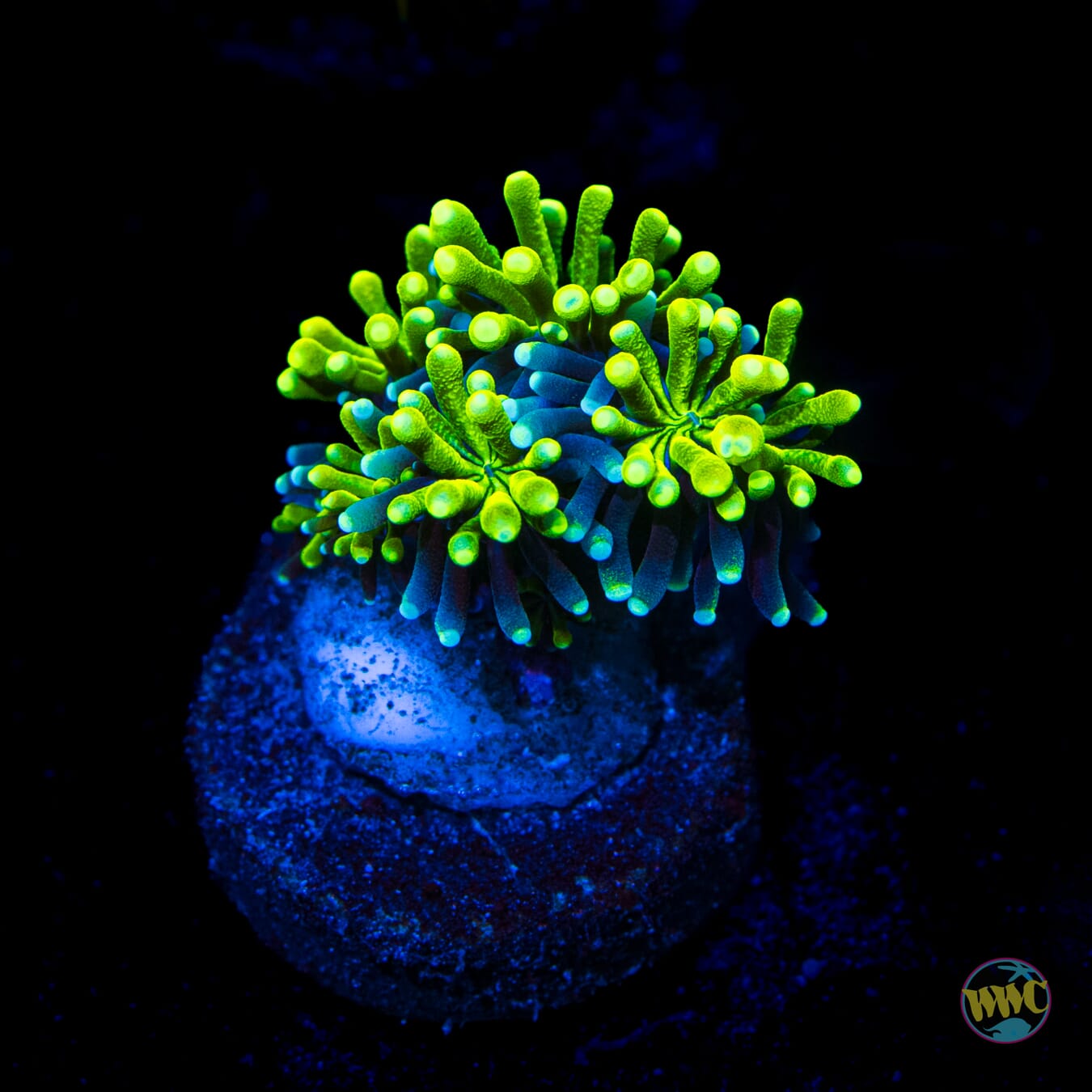 WWC Lemonade Galaxea