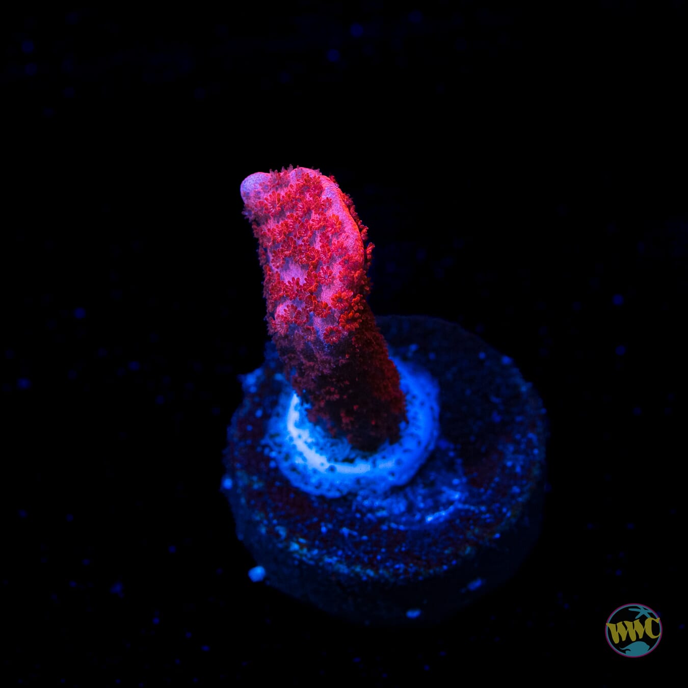 Red Digitata Montipora