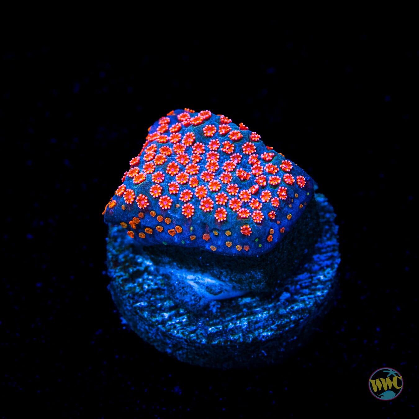 Jason Fox Dizzy Spell Montipora