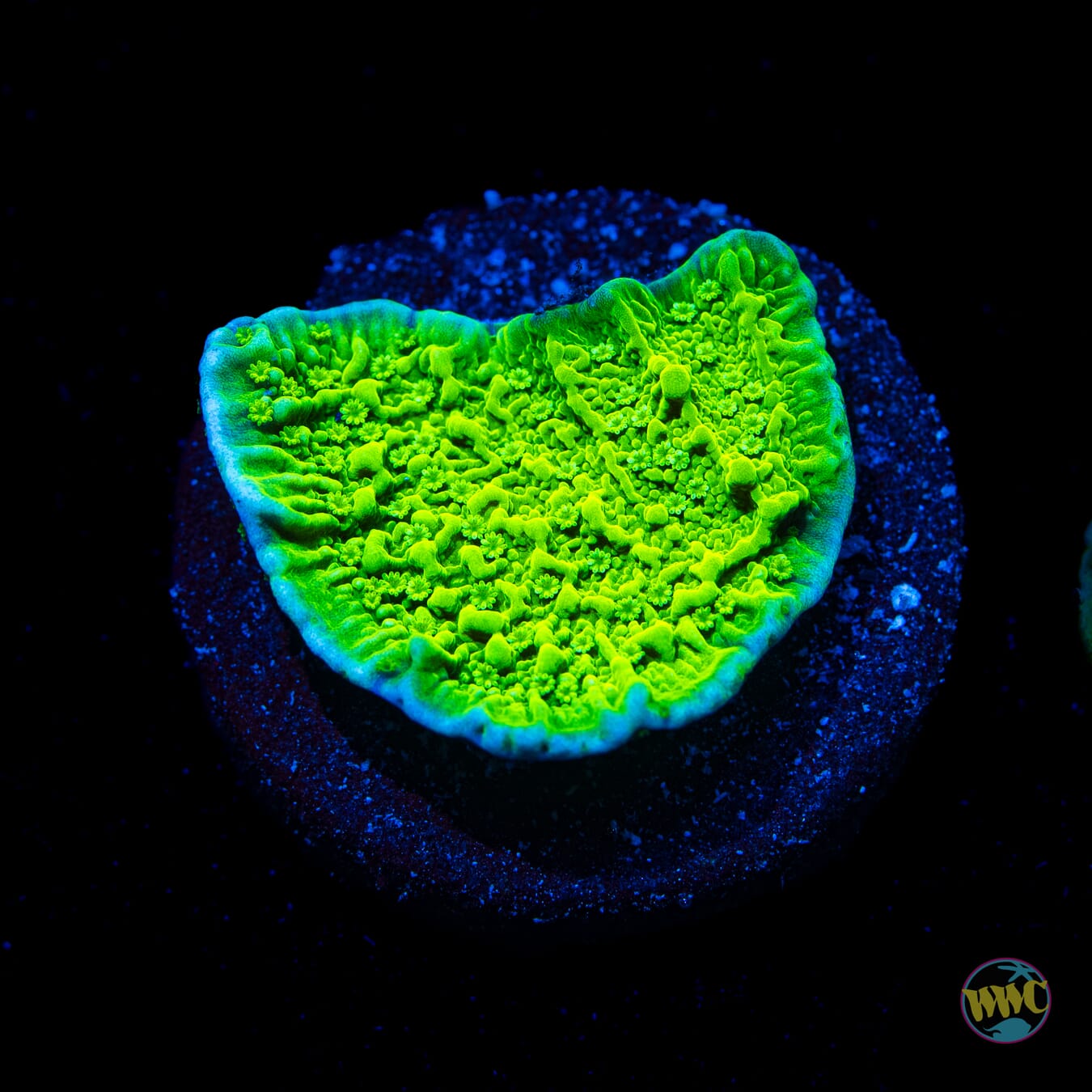 WWC Spearmint Montipora