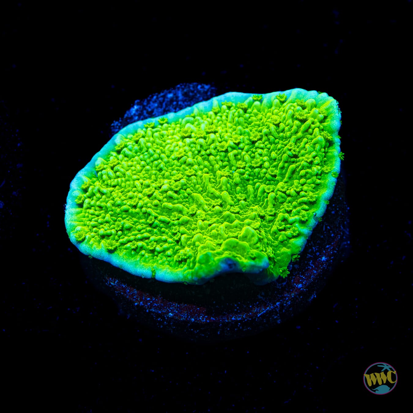 WWC Spearmint Montipora