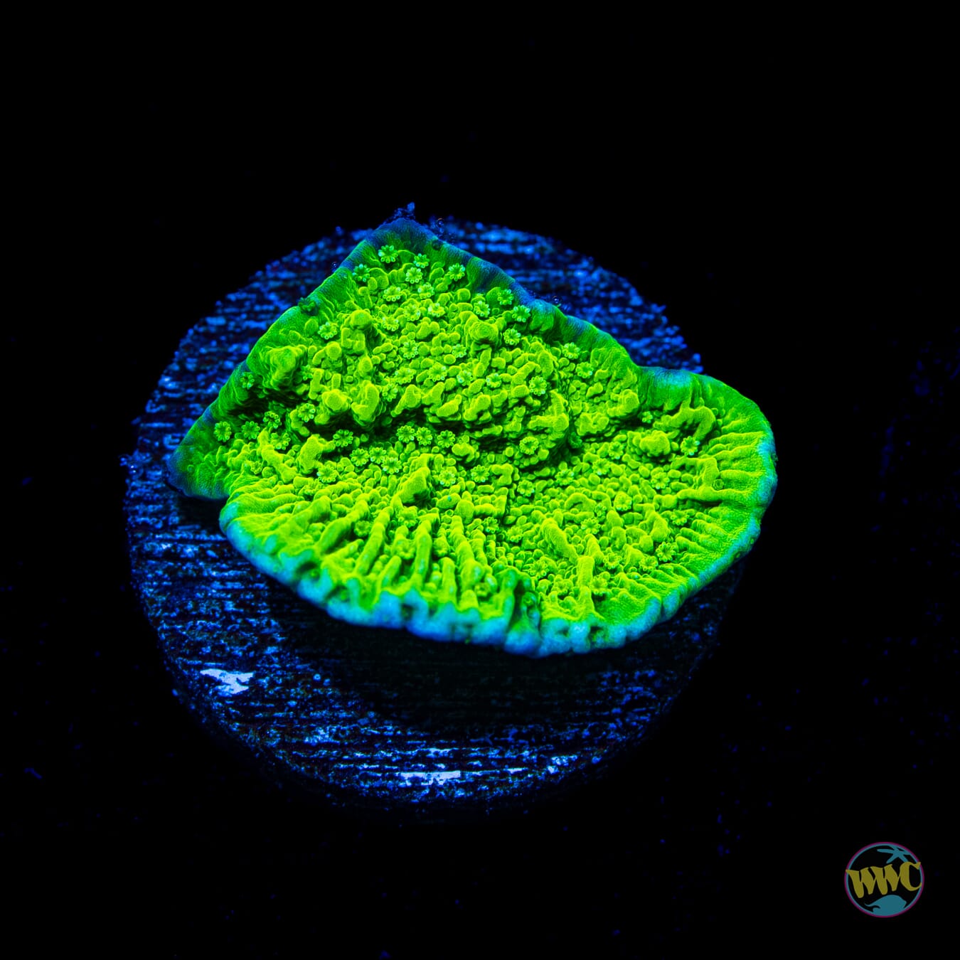WWC Spearmint Montipora