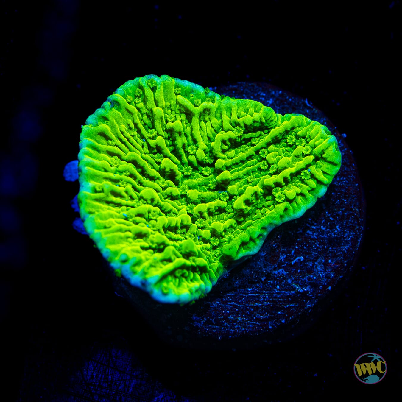 WWC Spearmint Montipora