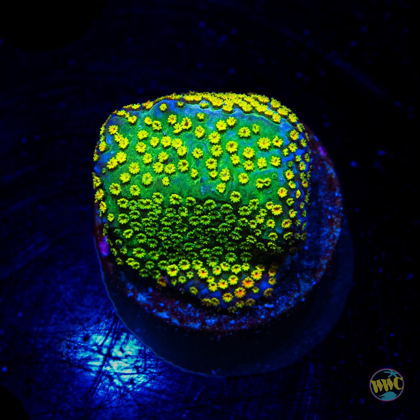 Jason Fox Fruity Pebbles Montipora