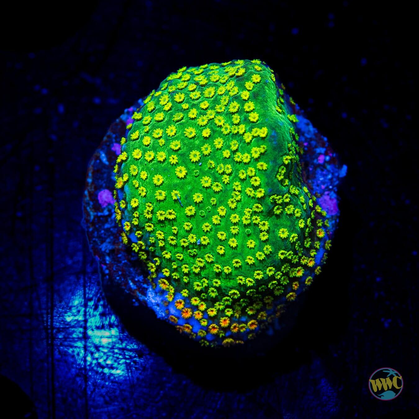 Jason Fox Fruity Pebbles Montipora
