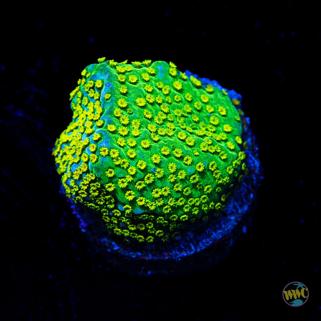 Jason Fox Fruity Pebbles Montipora